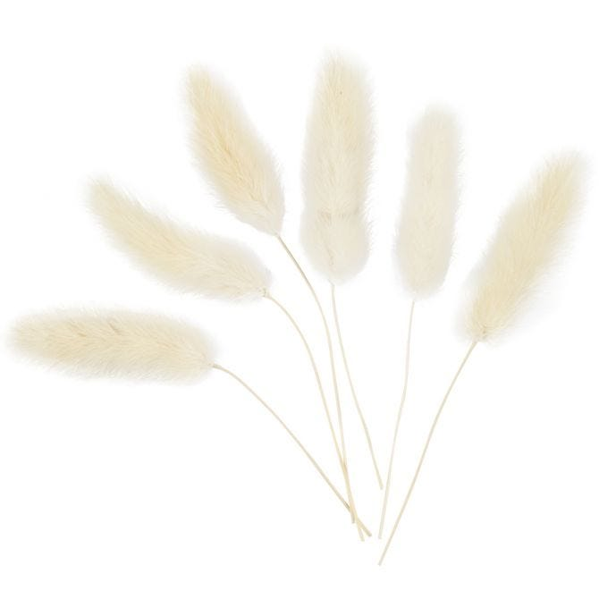 CC Hazenstaart Gras 3-7 cm 6 stuks