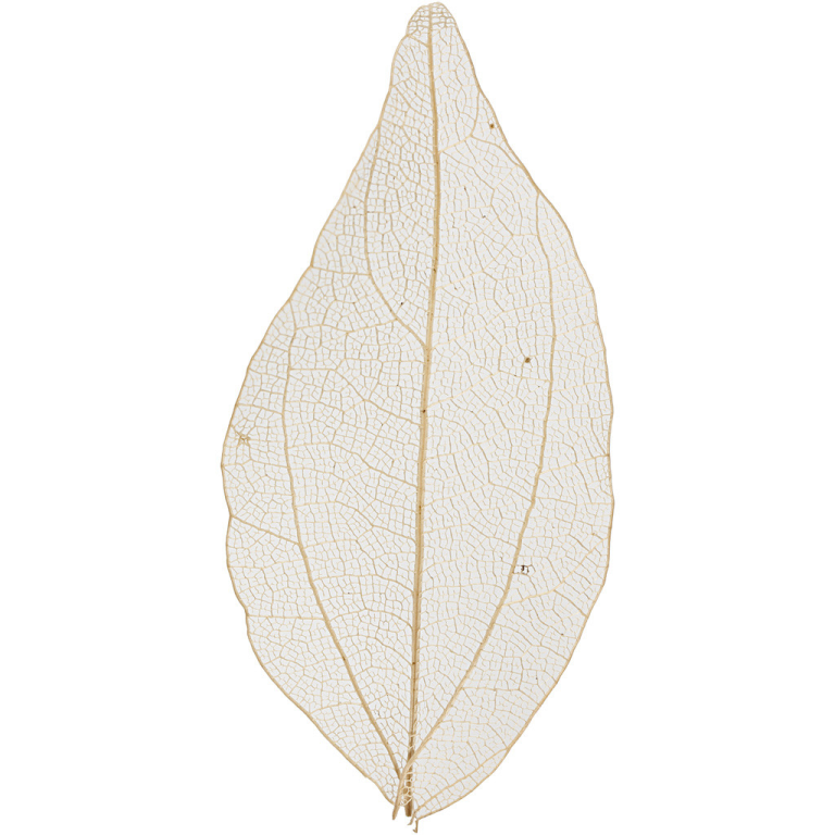 Skelettblätter 6 cm Natur 20 Stück