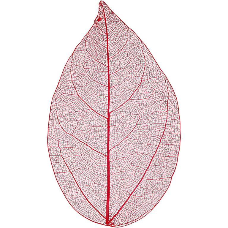 Skeleton Leaves 6 cm Red 20 pieces