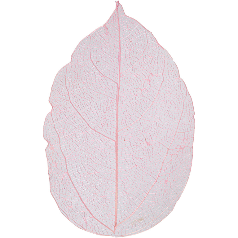 Skelettblätter 6 cm Rosa 20 Stück